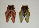 Cicada(L)